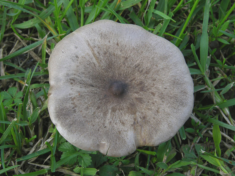 Melanoleuca leucophylloides...?